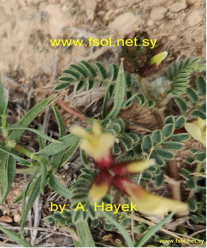 Astragalus suberosus Banks et Sol